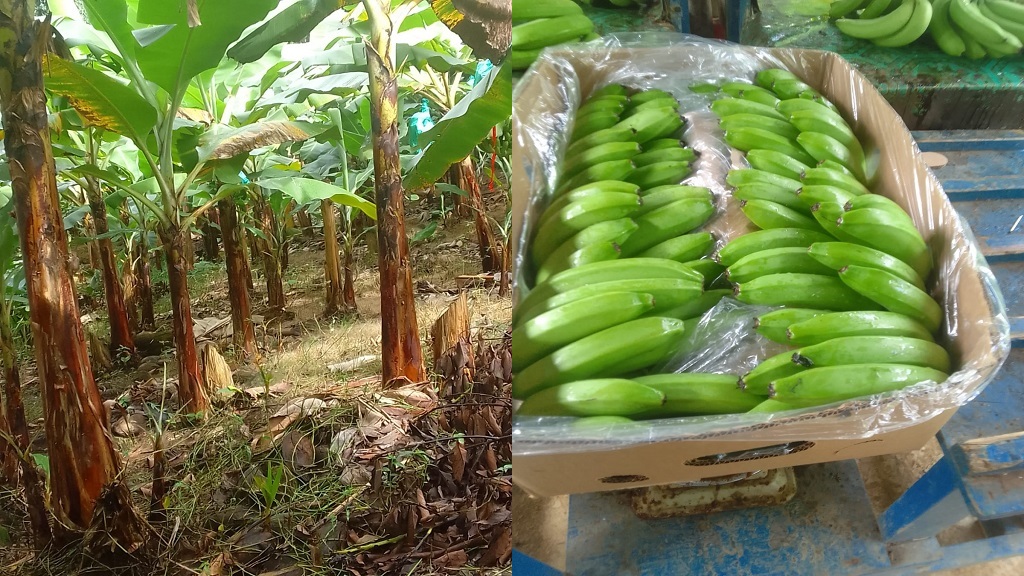 Bananas neatly packed, ready to journey from farm to table.
