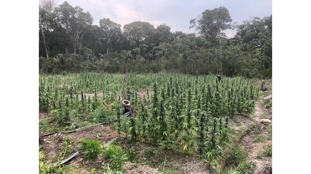 Marijuana at an illegal plantation in Guyana. 