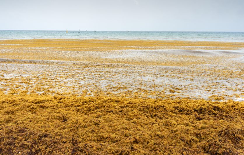 Sargassum seaweed. (File photo)