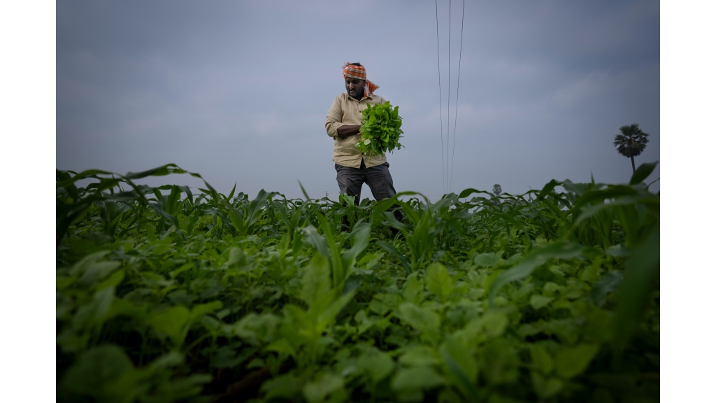 Ratna Raju a farmer who is part of a collective who practice natural farming, harvests spinach at his farm in Pedavuppudu village, Guntur district of southern India's Andhra Pradesh state, Monday, February 12, 2024. (AP Photo/Altaf Qadri)