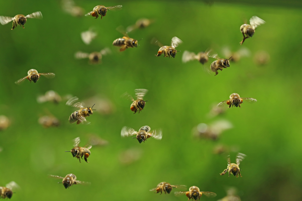 Honey bees in flight. Image via iStock.