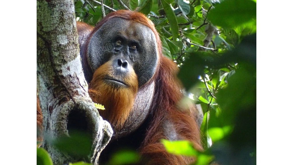 This photo provided by the Suaq foundation shows Rakus, a wild male Sumatran orangutan in Gunung Leuser National Park, Indonesia, on August 25, 2022, after his facial wound was barely visible. (Safruddin/Suaq foundation via AP)