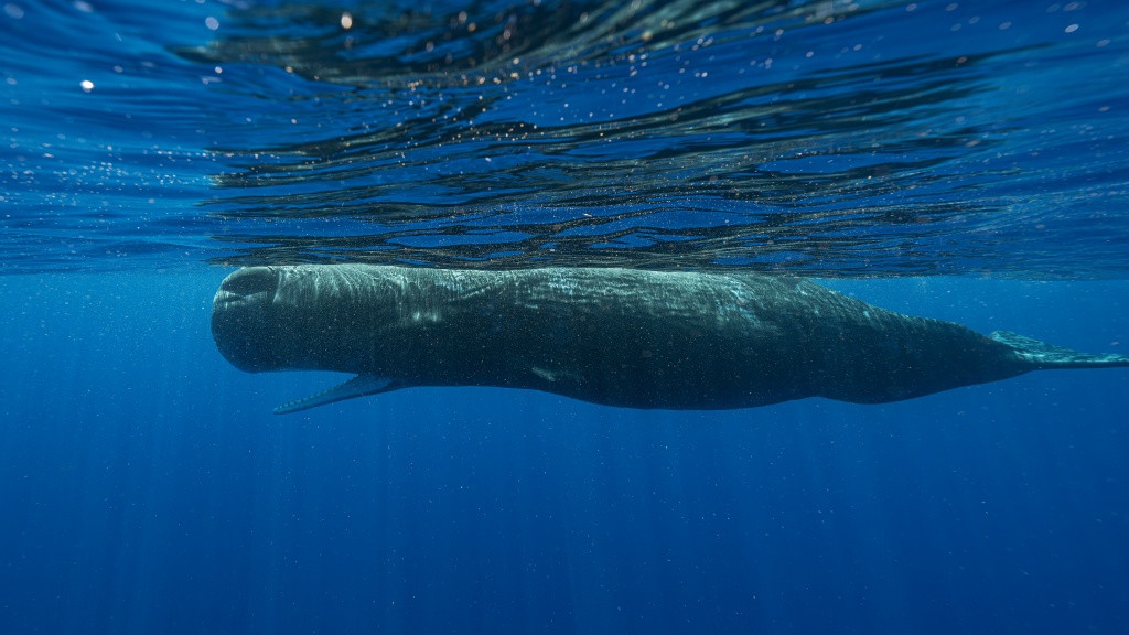 A sperm whale swims off the coast of Dominica in March 2024. Photo: Samuel Lam/AP


