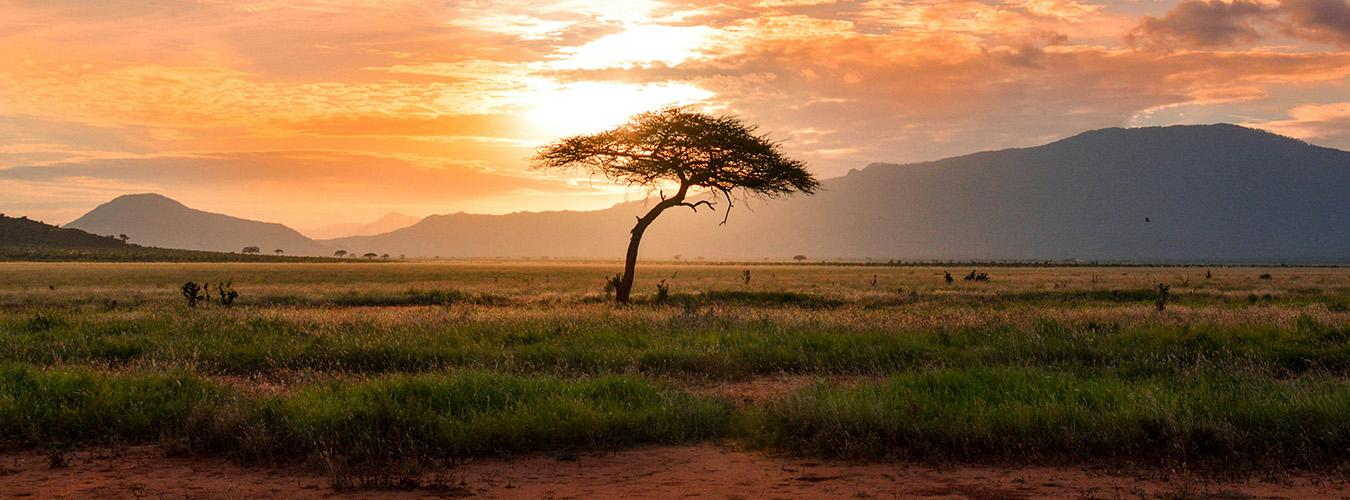 Grasslands, scrublands and savannahs are part of a unique set of ecosystems that cover about half of the planet's land surface and are home to millions of people.  PHOTO:Damian Patkowski/Unsplash