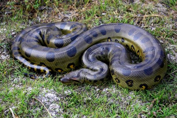 iStock image: Green anaconda