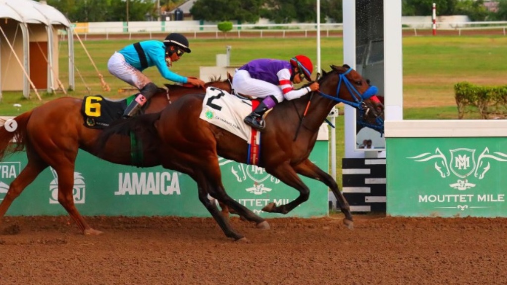 Bootylicious, ridden by Panamanian jockey Ismael Velasquez, powers to victory in the Chris Armond Sprint, defeating imported contender Desert of Malibu with leading rider Raddesh Roman at Caymanas Park on Tuesday, December 24, 2024. (PHOTO: caymanasracing).