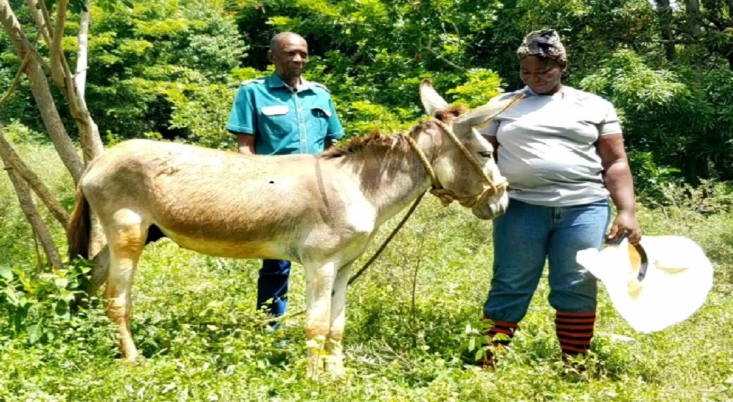 Dionne Blake with the donkey she received from Prime Minister, Andrew Holness.
