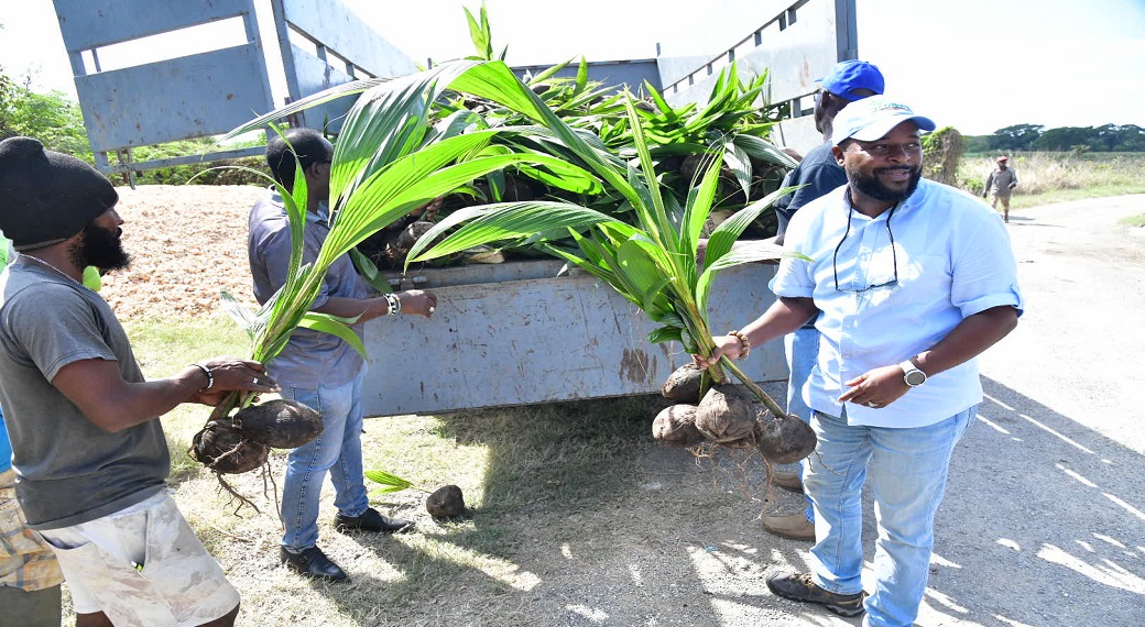 Chief Executive Officer of the Coconut Industry Board, Shaun Cameron (right), presents coconut farmer, Junior Foster, with a seedling during a presentation ceremony held recently at the Amity Hall Agro Park in St Catherine