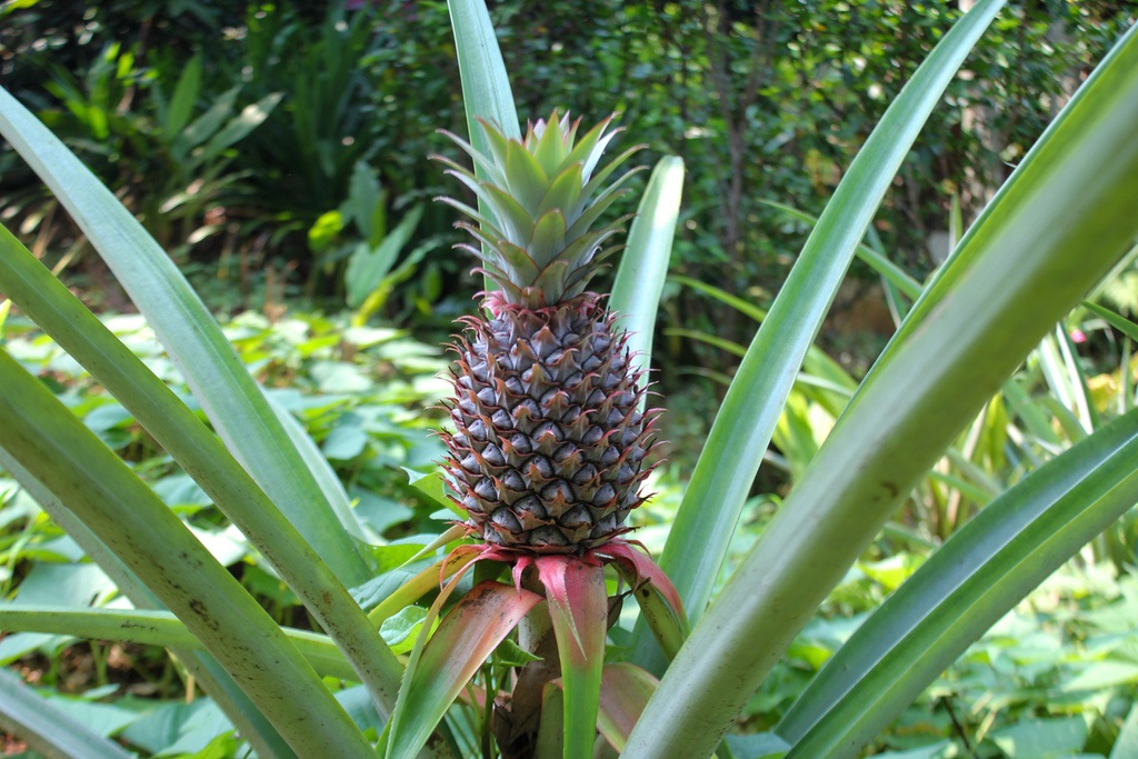 iStock photo depicts a pineapple tree.