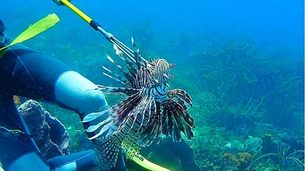 Download Young People In Business Riesa Sumair Taps Into The Lionfish Trade Loop Trinidad Tobago
