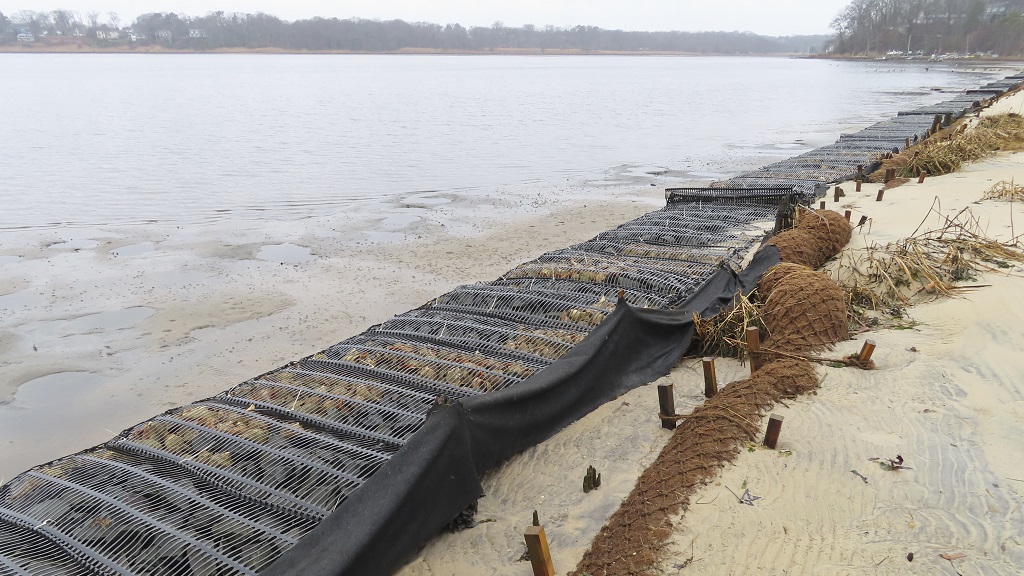 How coconuts protect eroding coastlines | Loop Jamaica