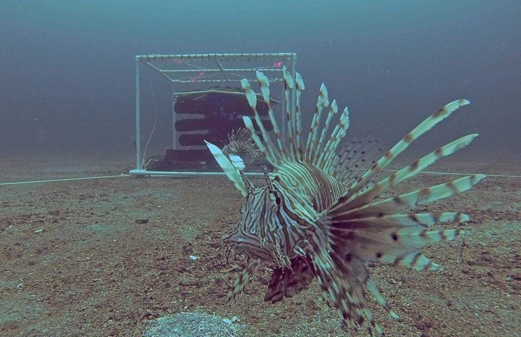 Download Invasive Lionfish What Lies Beneath The Caribbean Loop Caribbean News