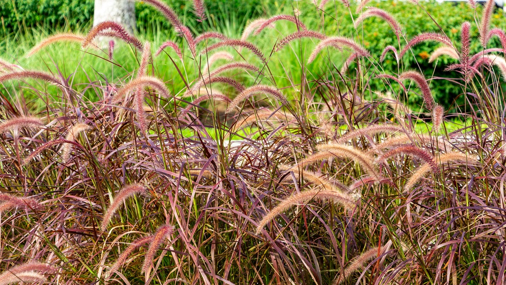 Fontano žolės suteikia judėjimo, susidomėjimo ir tekstūros, taip pat sukuria privatumą sode.  Nuotrauka: iStock